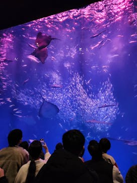 アクアワールド茨城県大洗水族館に投稿された画像（2025/1/3）