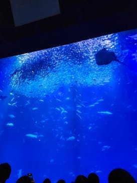アクアワールド茨城県大洗水族館に投稿された画像（2025/1/3）