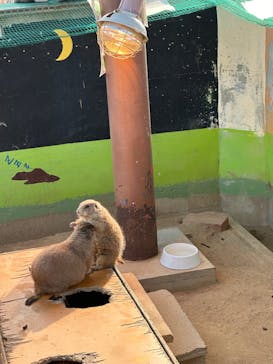 淡路ファームパーク イングランドの丘に投稿された画像（2025/1/3）