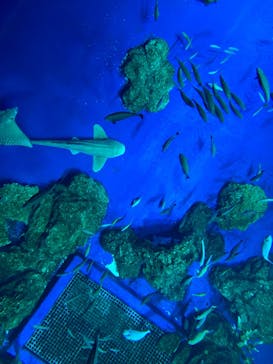 DMMかりゆし水族館に投稿された画像（2025/1/3）