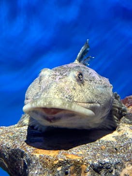 アクアワールド茨城県大洗水族館に投稿された画像（2025/1/3）