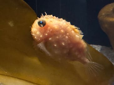 環境水族館アクアマリンふくしまに投稿された画像（2025/1/3）