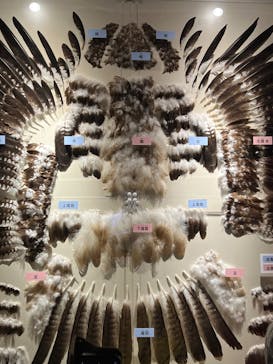 特別展「鳥 ～ゲノム解析が解き明かす新しい鳥類の系統～」国立科学博物館に投稿された画像（2025/1/3）