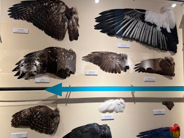 特別展「鳥 ～ゲノム解析が解き明かす新しい鳥類の系統～」国立科学博物館に投稿された画像（2025/1/3）