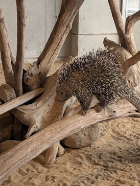 霞ケ浦 どうぶつとみんなのいえに投稿された画像（2025/1/3）