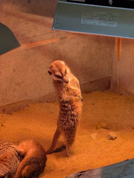 霞ケ浦 どうぶつとみんなのいえに投稿された画像（2025/1/3）