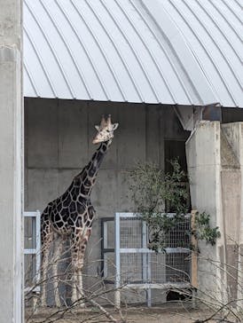 霞ケ浦 どうぶつとみんなのいえに投稿された画像（2025/1/3）