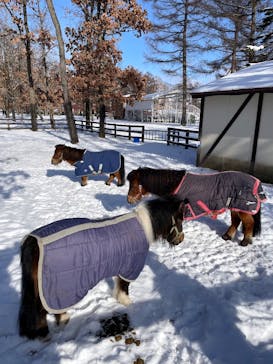 ノーザンホースパークに投稿された画像（2025/1/3）