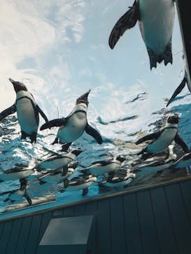サンシャイン水族館に投稿された画像（2025/1/3）