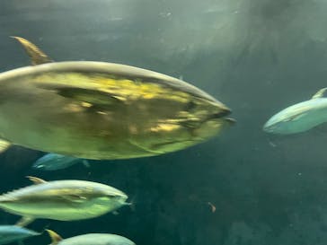 葛西臨海水族園に投稿された画像（2025/1/3）