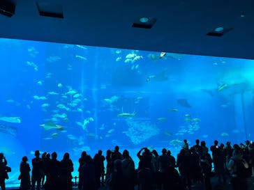 沖縄美ら海水族館に投稿された画像（2025/1/3）