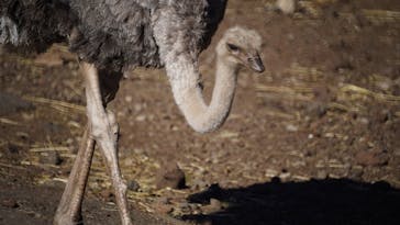 伊豆アニマルキングダムに投稿された画像（2025/1/3）