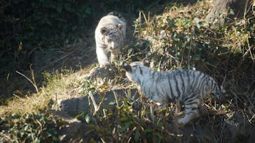 伊豆アニマルキングダムに投稿された画像（2025/1/3）