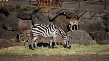 伊豆アニマルキングダムに投稿された画像（2025/1/3）