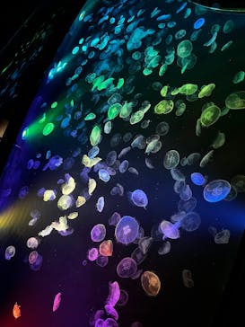 すみだ水族館に投稿された画像（2025/1/3）