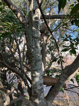 神戸どうぶつ王国に投稿された画像（2025/1/3）