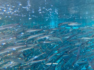 環境水族館アクアマリンふくしまに投稿された画像（2025/1/3）