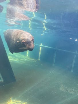 環境水族館アクアマリンふくしまに投稿された画像（2025/1/3）