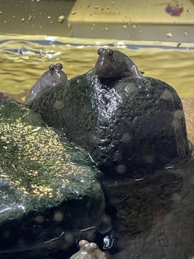 AOAO SAPPOROに投稿された画像（2025/1/3）