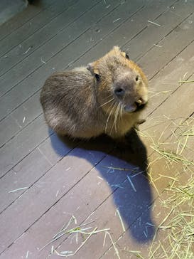 カワスイ 川崎⽔族館に投稿された画像（2025/1/3）