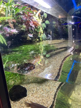 カワスイ 川崎⽔族館に投稿された画像（2025/1/3）