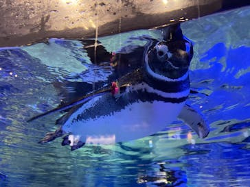 すみだ水族館に投稿された画像（2025/1/3）