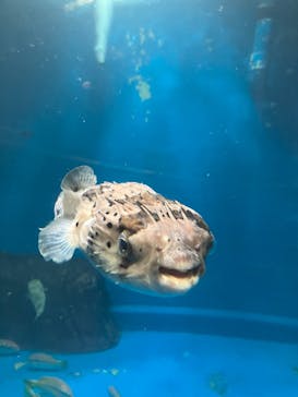 越前松島水族館に投稿された画像（2025/1/3）