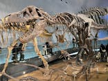 福井県立恐竜博物館に投稿された画像（2025/1/3）