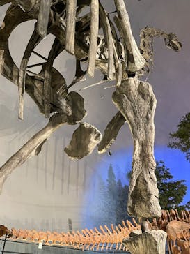 福井県立恐竜博物館に投稿された画像（2025/1/3）