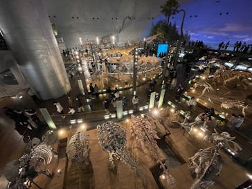 福井県立恐竜博物館に投稿された画像（2025/1/3）