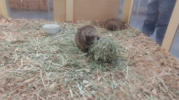 Moff アニマル カフェ イーアス 高尾店に投稿された画像（2025/1/3）