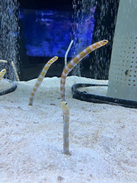 すみだ水族館に投稿された画像（2025/1/3）