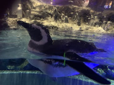 すみだ水族館に投稿された画像（2025/1/3）