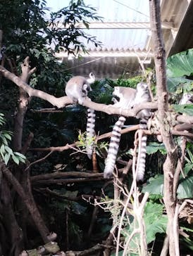 那須どうぶつ王国に投稿された画像（2025/1/3）