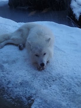 那須どうぶつ王国に投稿された画像（2025/1/3）