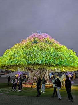 東京メガイルミに投稿された画像（2025/1/3）