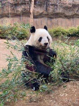 恩賜上野動物園に投稿された画像（2025/1/3）