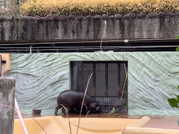 恩賜上野動物園に投稿された画像（2025/1/3）