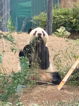 恩賜上野動物園に投稿された画像（2025/1/3）