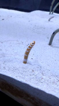 すみだ水族館に投稿された画像（2025/1/3）