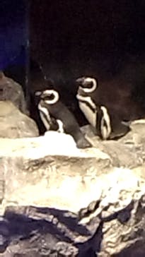 すみだ水族館に投稿された画像（2025/1/3）