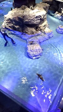 すみだ水族館に投稿された画像（2025/1/3）