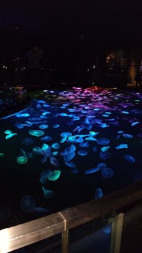 すみだ水族館に投稿された画像（2025/1/3）