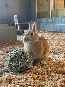 霞ケ浦 どうぶつとみんなのいえに投稿された画像（2025/1/3）