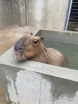 霞ケ浦 どうぶつとみんなのいえに投稿された画像（2025/1/3）