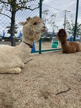 霞ケ浦 どうぶつとみんなのいえに投稿された画像（2025/1/3）