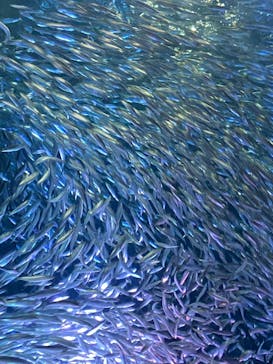 名古屋港水族館に投稿された画像（2025/1/3）