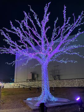 東京メガイルミに投稿された画像（2025/1/3）