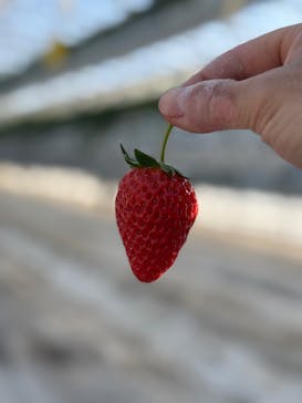 井上寅雄農園に投稿された画像（2025/1/3）