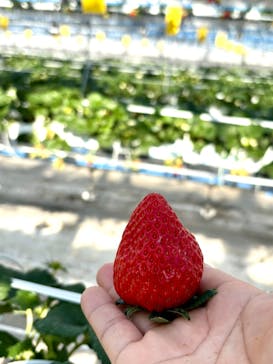 井上寅雄農園に投稿された画像（2025/1/3）